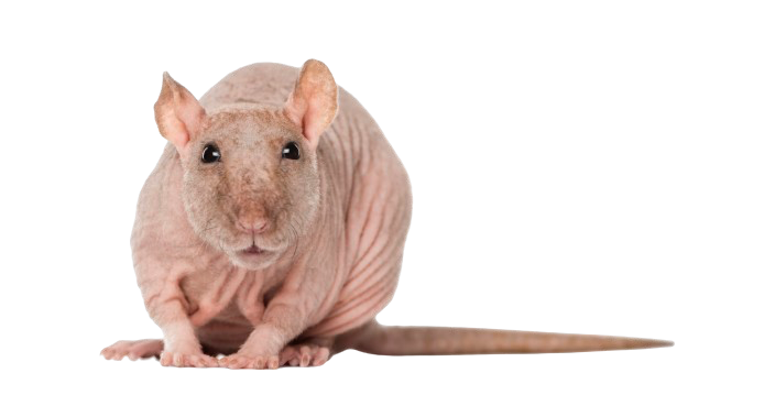 Hmyz a škodci - Papírna Moudrý